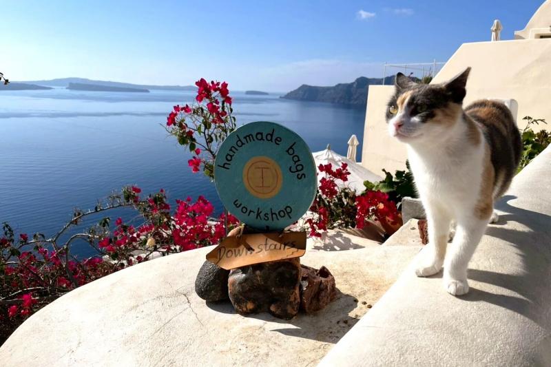 サントリーニ島では至るところに猫ちゃんがいました！