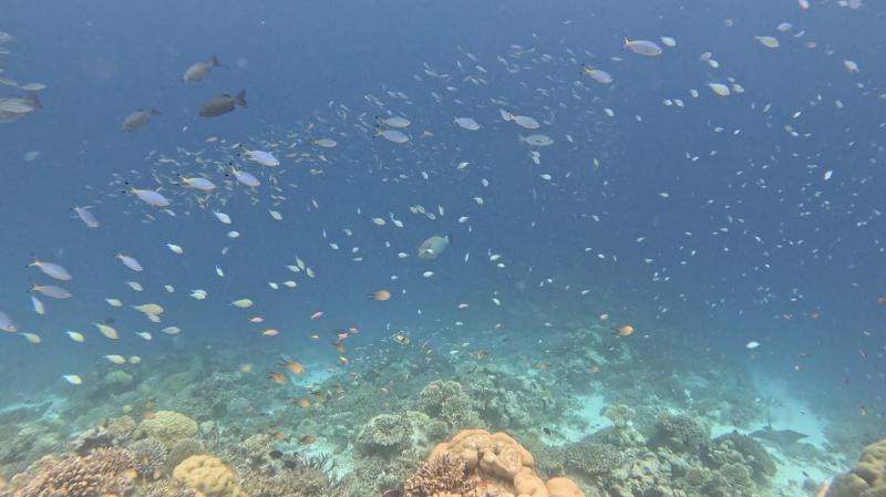 写真右下、ドロップオフの底あたりにエイがいて撮りに行こうと潜った時です。画面いっぱいの魚！