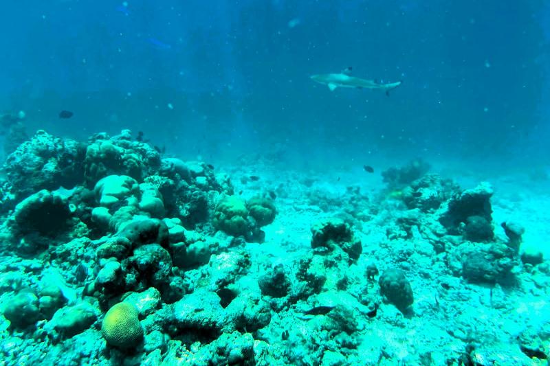 小サメにも会えました