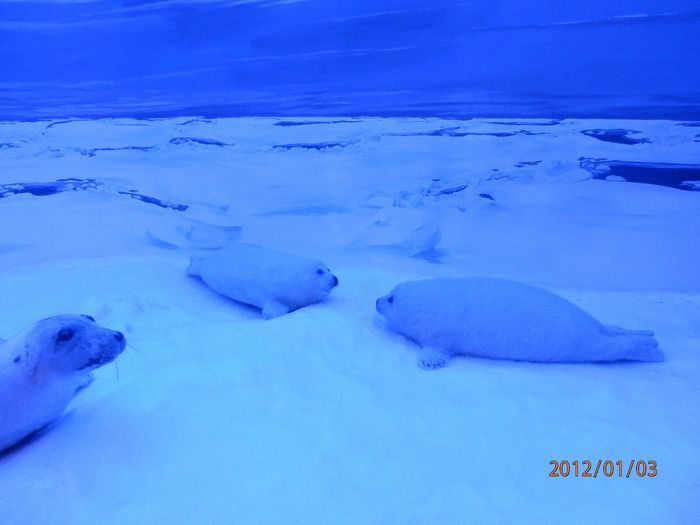北極圏水族館ポラリア　大パノラマ映像も展示