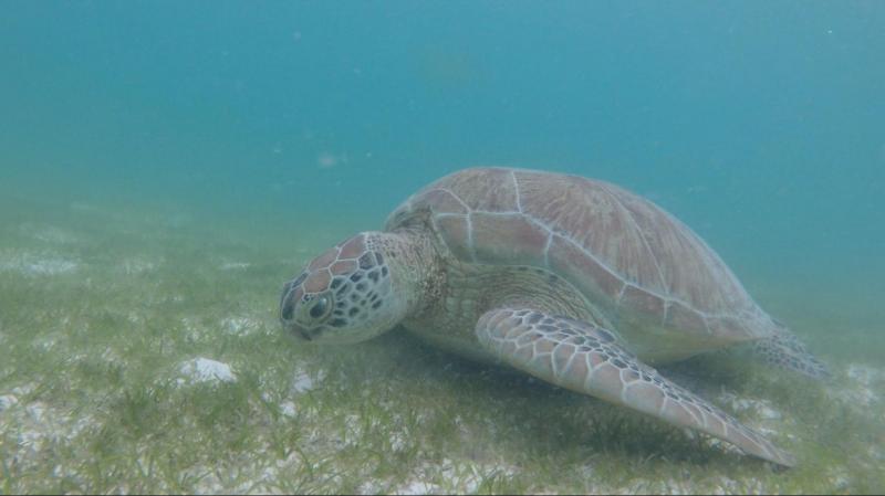 トワイライトサファリ