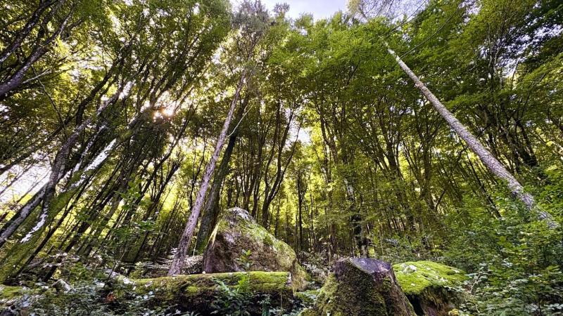 森の中を歩いたり…