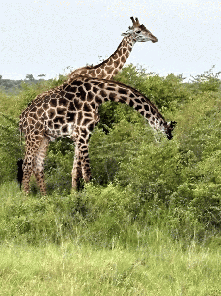 サファリでキリンを発見！