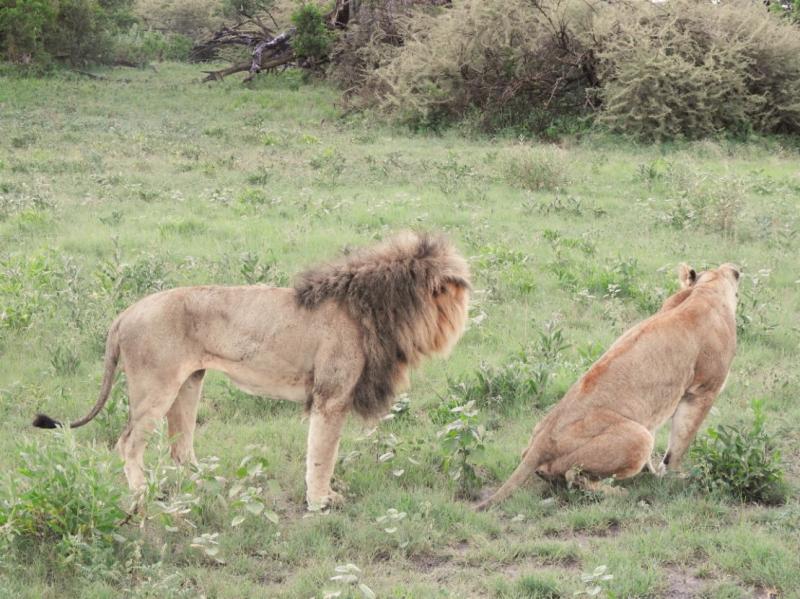 雨上がりのライオンとライオネス（メスライオン）。訪れた時が大干ばつで、水辺が少なくなっていたため、動物も久しぶりの雨がうれしくて外に出てきたのでしょう