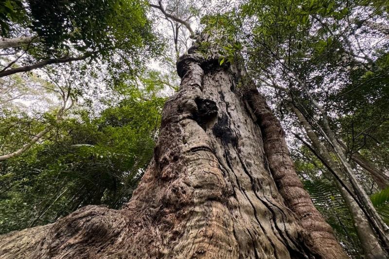 この木は樹齢2,000年だそうです。長生き…