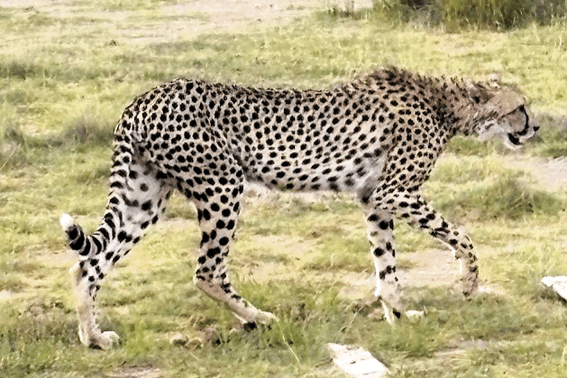 サファリ（チーター）