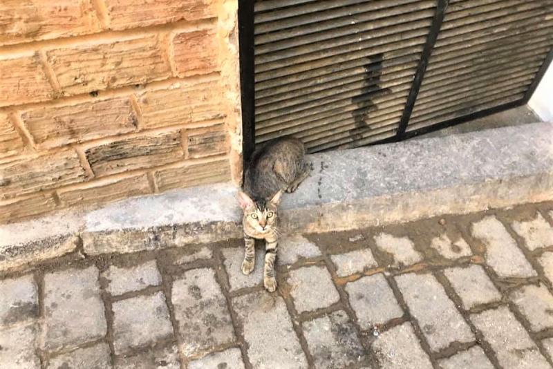 モロッコには猫が多く、ここフェスの旧市街にもいたるところに猫がいました