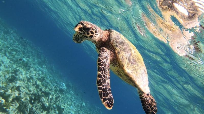 タートルシュノーケリングにも参加して、ウミガメと急接近！！