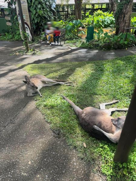 ミニ動物園のカンガルーに、餌をあげたり触ることもできます