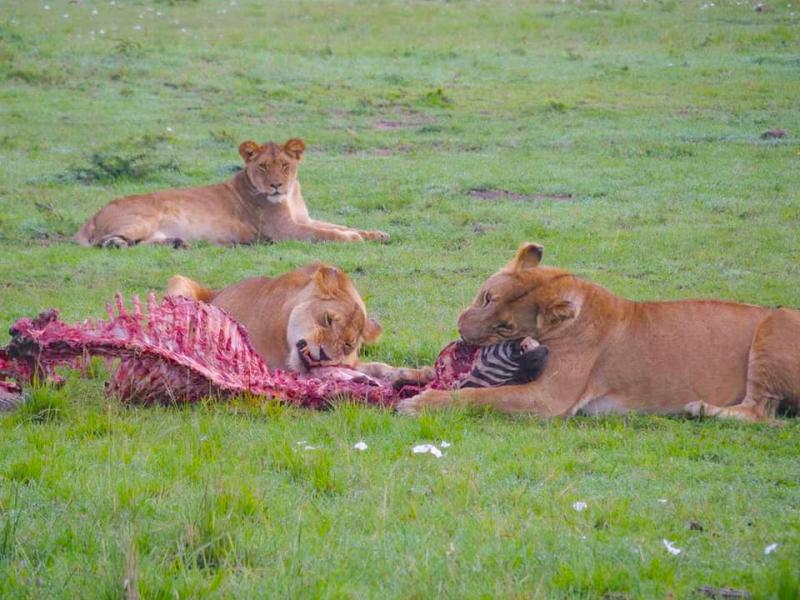 獲物に食らいつくライオンの姿は迫力満点です