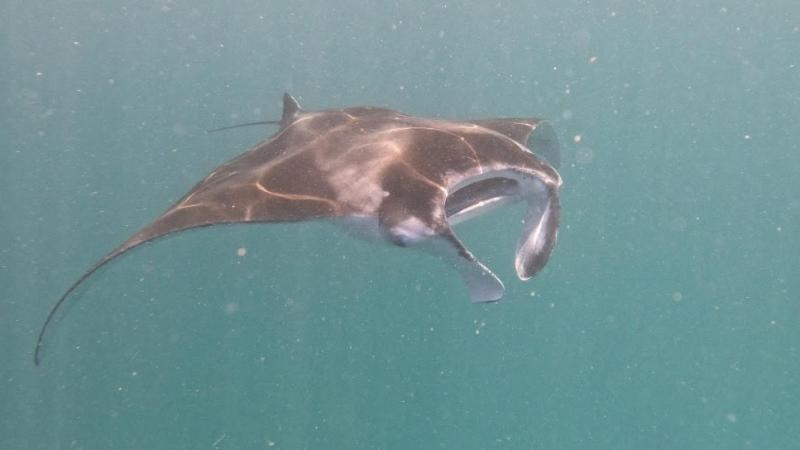 念願のマンタ！