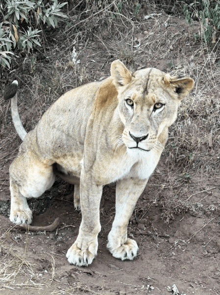 サファリでライオンを発見！