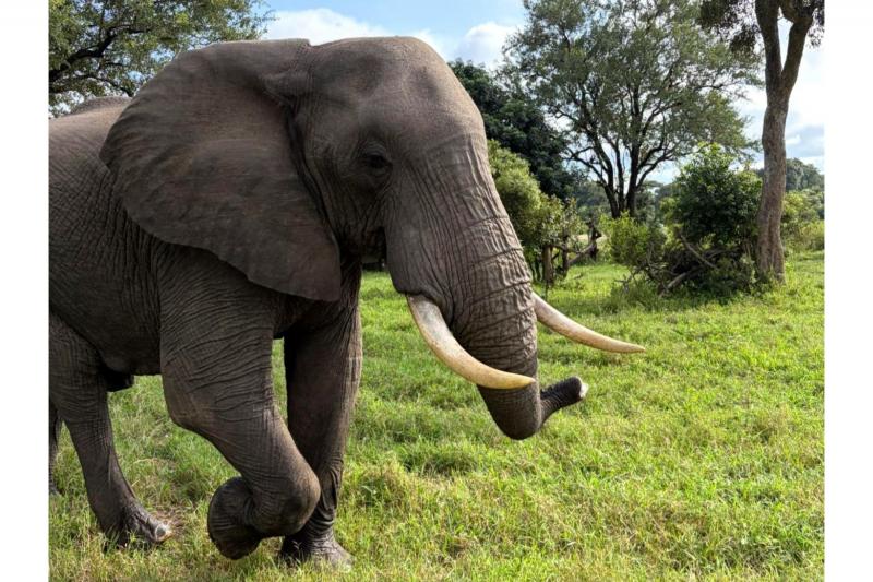 大きな牙のあるアフリカゾウ