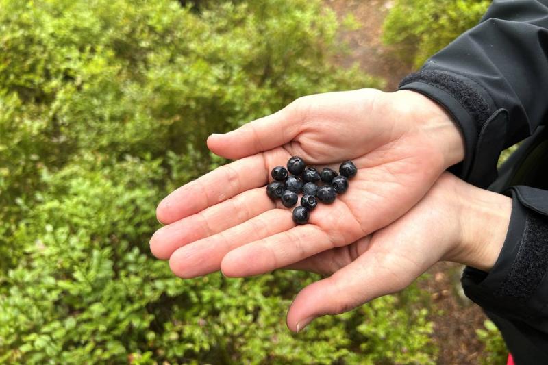 Øyungen Lakeでのハイキング。森の中のブルーベリーは酸味があっておいしい！