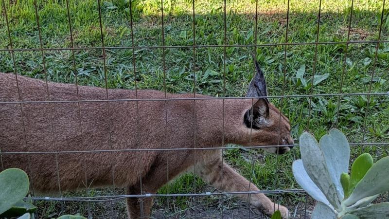 ネコ科のカラカル