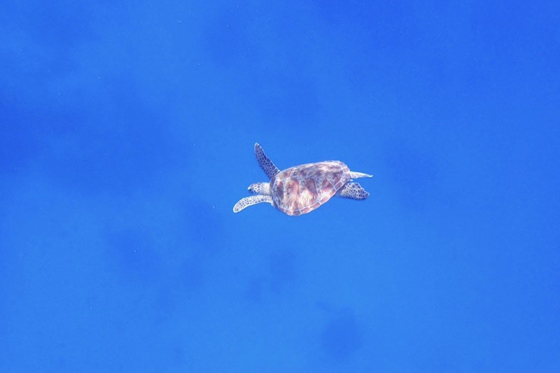 カメを追いかけすぎて遠くへ行かないように