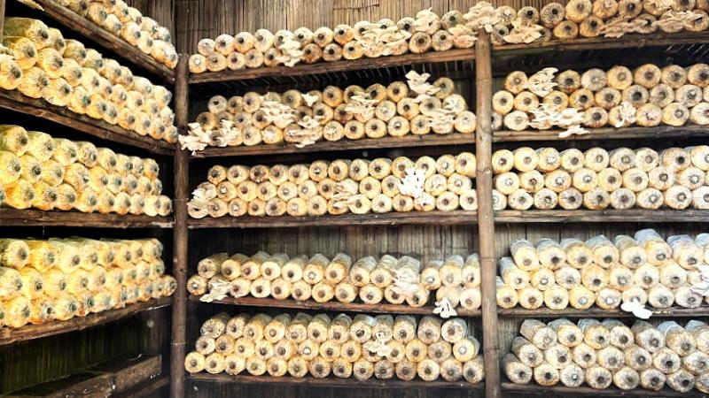 キノコの栽培部屋。黄色がかった筒から白いキノコが生えていました
