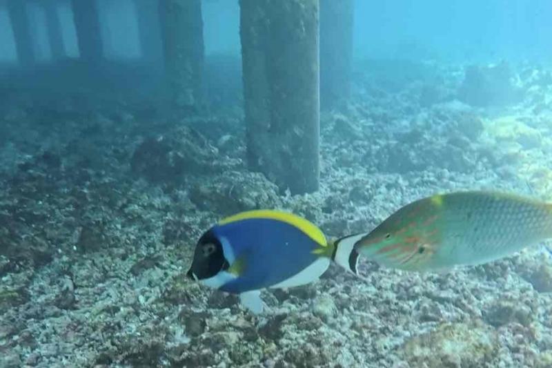 階段のすぐ下には、カラフルなお魚がたくさん