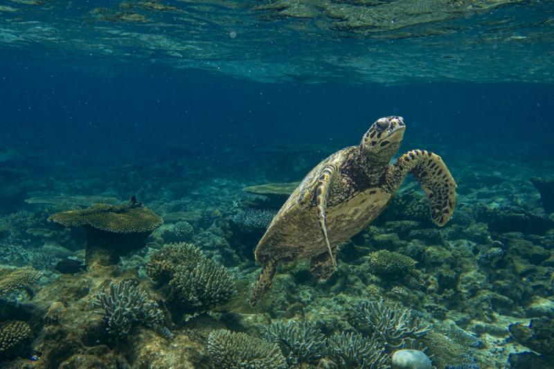 モルディブをはじめとする世界の海洋保全～サンゴやウミガメを守る活動（写真はモルディブのウミガメ/イメージ）