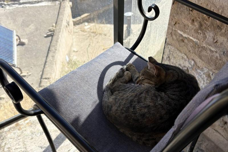 ホテルのバルコニーに遊びにきたネコ