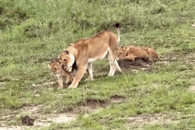 サファリ（ライオンの親子）