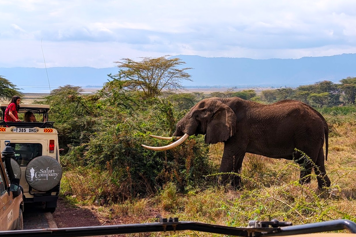 Ngorongoro REPORT|ンゴロンゴロ 視察ブログ