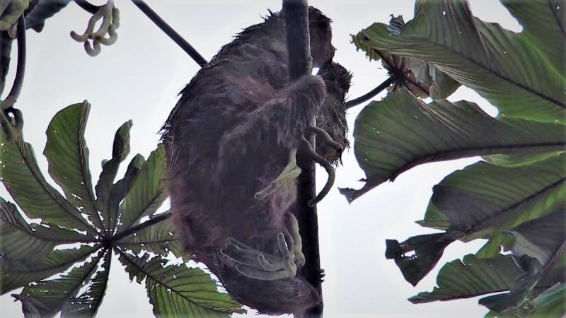 望遠カメラで捉えた高い木の上のナマケモノ
