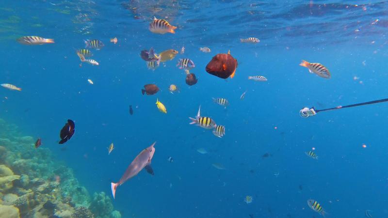 たくさんの色とりどりの魚たち