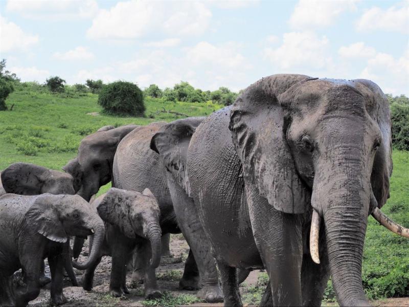 チョベ国立公園内で遭遇した象の群れ