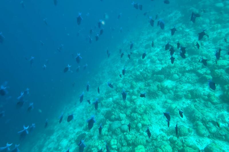 たくさんのお魚
