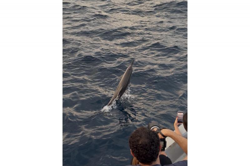 間近でイルカを見ることができました！