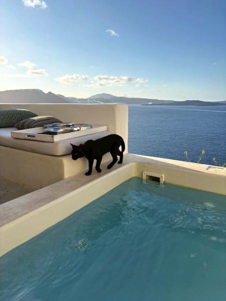 ホテルで猫と日向ぼっこ