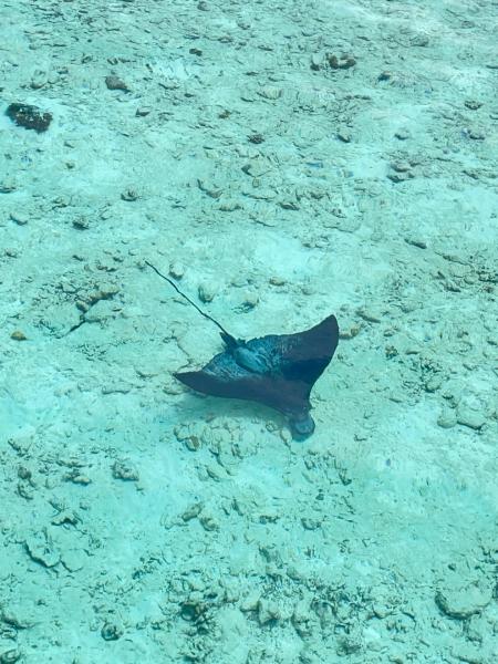 浅瀬でエイと遭遇