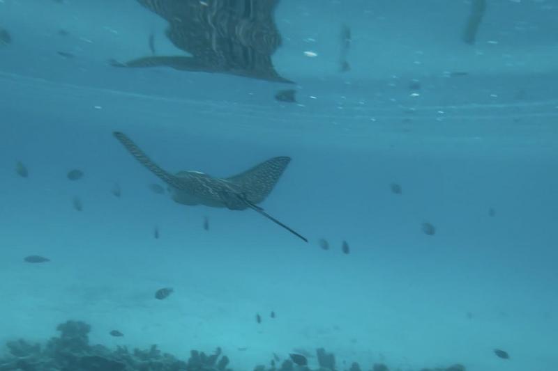 魚たちがいっぱい！