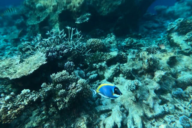 熱帯魚とサンゴ礁