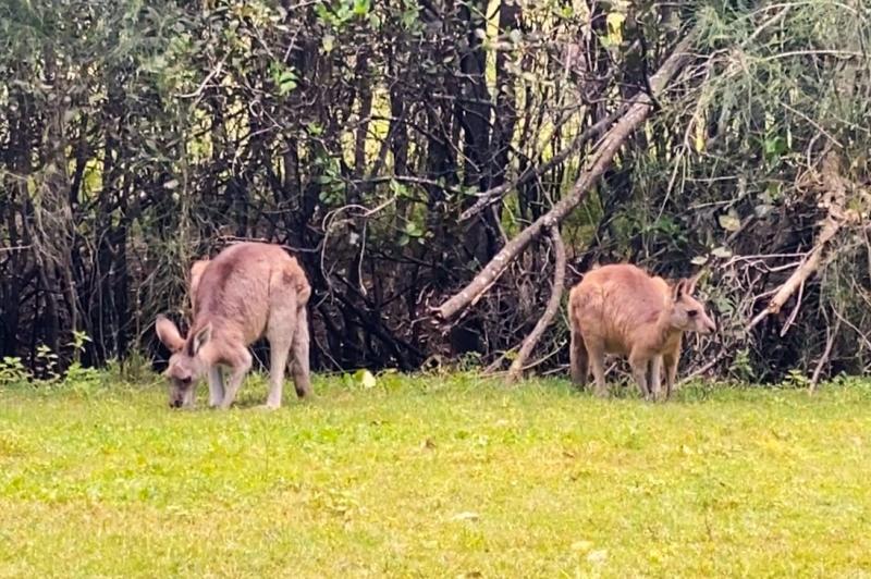野生のカンガルーたち