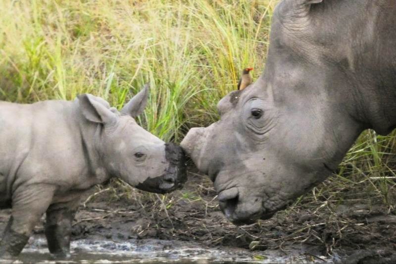 貴重なサイが見られる可能性があるサビサンド私営保護区でのサファリ