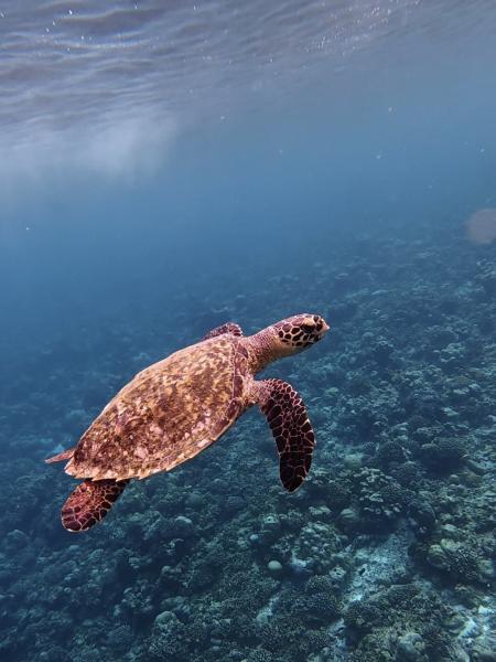 こんなに近くにかわいいウミガメさんが！