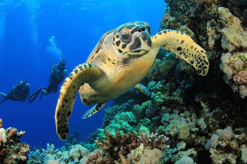 スキューバダイビング