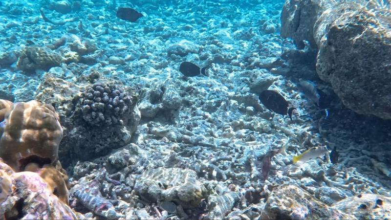 海の透明度に感動！