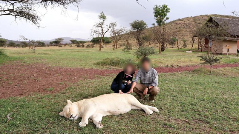 動物と触れ合えるサーバル ワイルドライフに泊まりました。ホワイトライオンとの記念撮影（タンザニア）