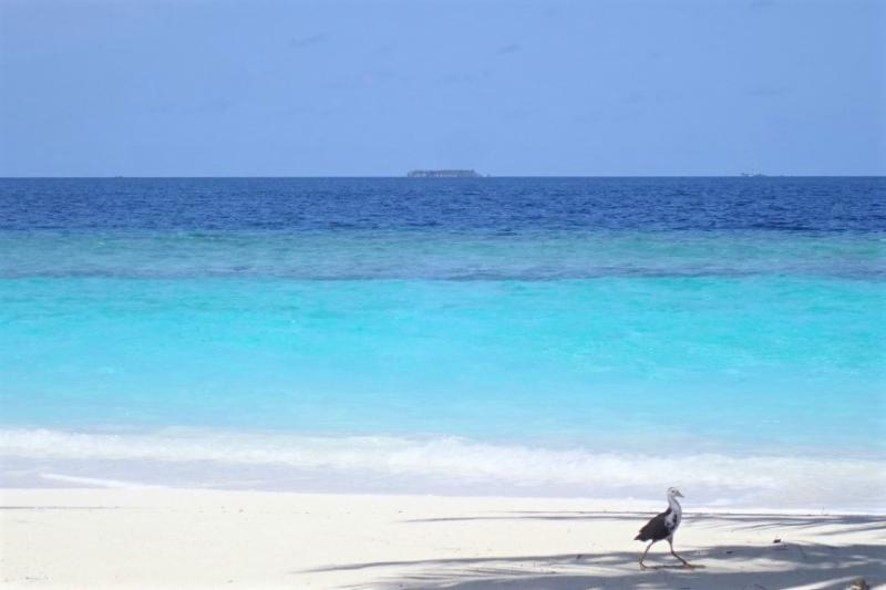 モルディブの海は透明度が高く、最高でした。島内でよく見かける可愛い鳥も一緒に写っています