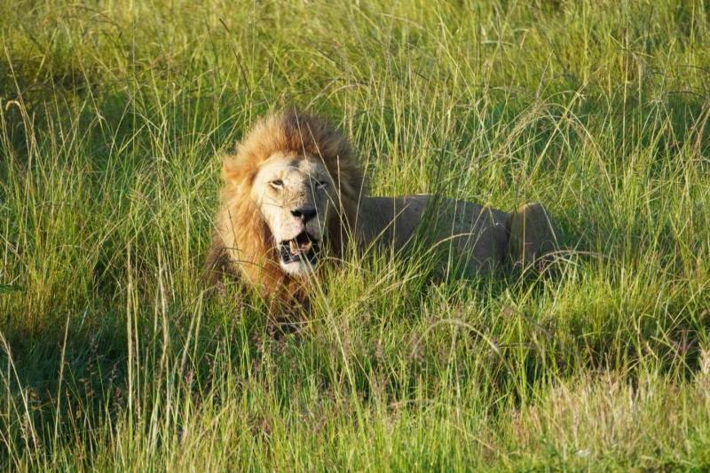 ケニアでサファリ&エジプト観光を満喫！ 年末年始アフリカ旅行10日間
