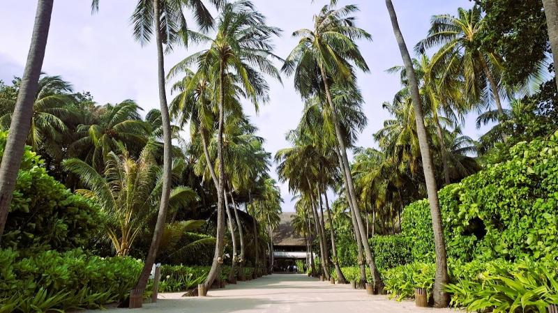 桟橋からレセプションまでのヤシの木ロード