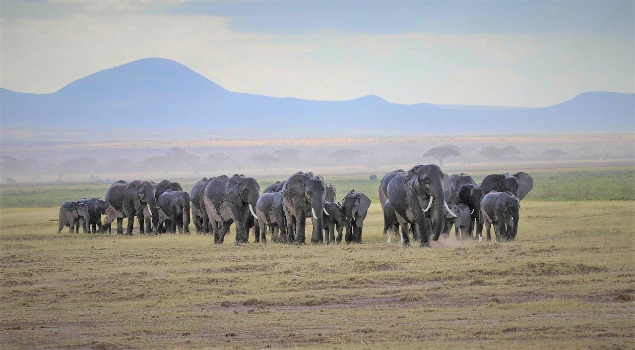 Amboseli REPORT|アンボセリ 視察ブログ