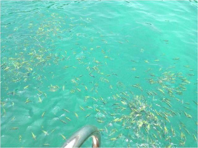 岸から50メートルほど離れた沖にあるpontoonへ、泳ぐかボートでたどり着くと、このトロピカルフィッシュの群れが待っています。