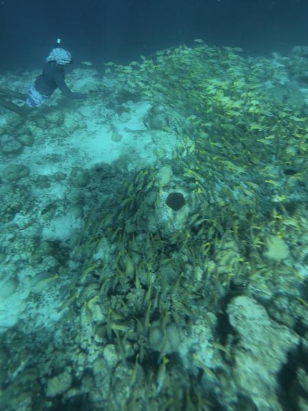 きれいなサンゴ礁と豊富な種類のお魚たち