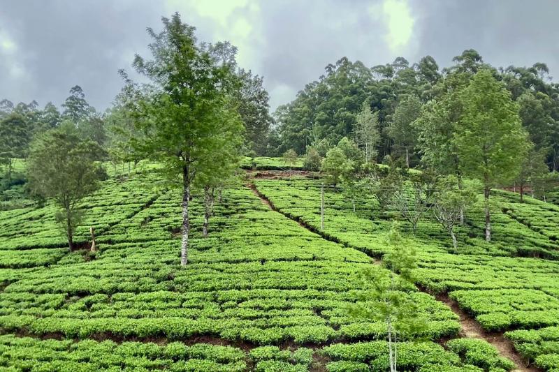 ヘリタンス ティー ファクトリー周辺には、ホテル専用の茶畑が広がっています