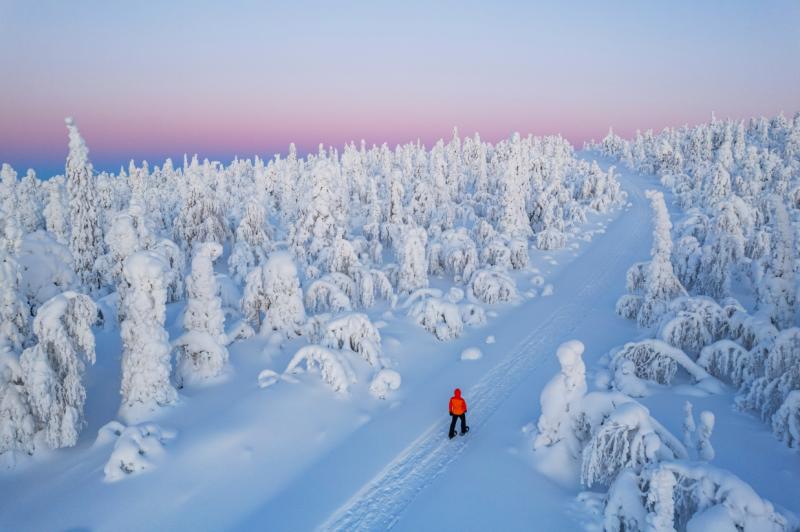 ラップランドの雪で覆われた森を歩く
