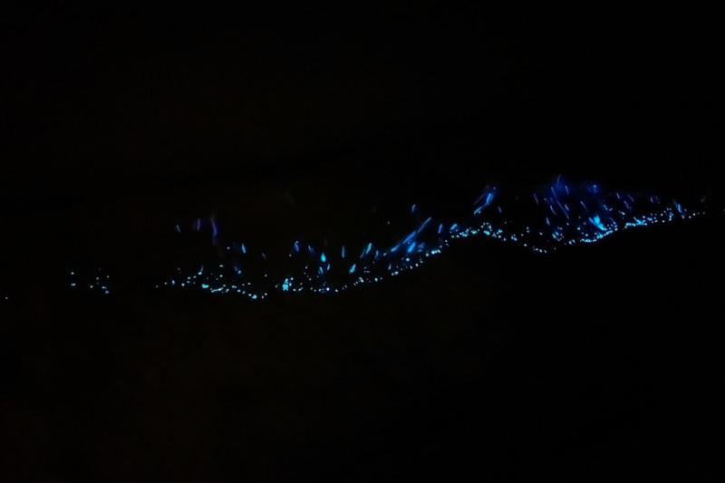 プランタン、綺麗〜☆